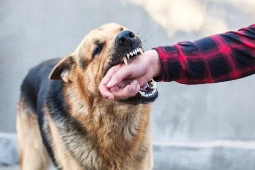 German Shepherd bites man who needs a dog bite attorney
