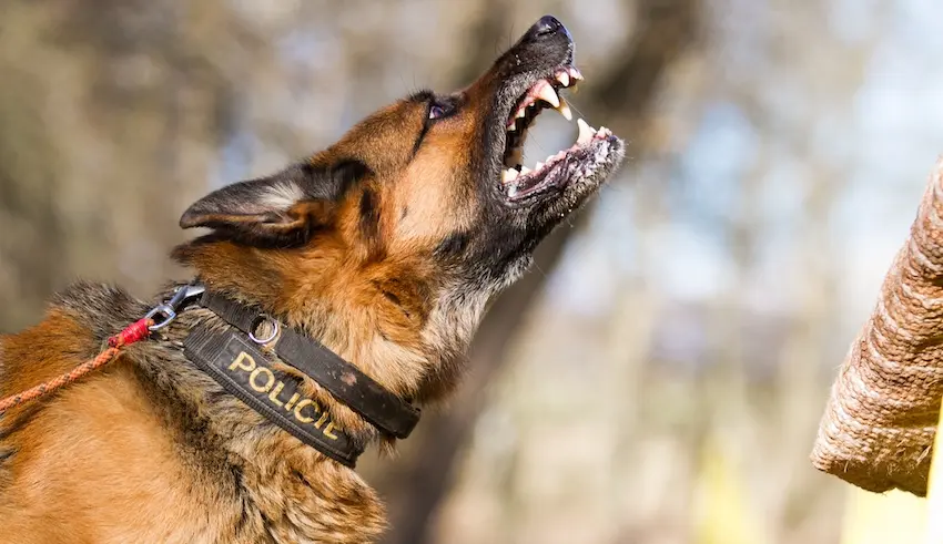 An aggressive police dog is barking showing dangerous behavior relevant to dog bite laws and liability cases in North Carolina.
