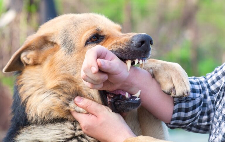 A dog showing teeth aggressively while a person reaches toward the mouth demonstrates scenarios covered by dog bite laws in North Carolina.